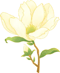 Magnolia - magnolia - Free Download PNG