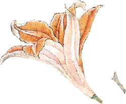 Lily - Free for Commercial Use PNG - plant
