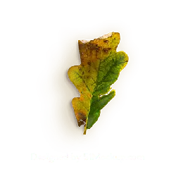 Oak Leaf - nature - Free Download PNG