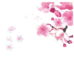 Cherry Blossom - nature - beautiful - No Background PNG