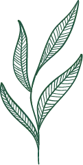 Green Plant Leaves - nature - Lossless PNG