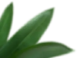 Green Leaves - High Resolution PNG - green