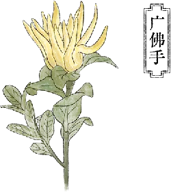 Yellow Flowering Plant - flower - Free Download PNG