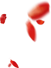 Petals - No Watermark PNG