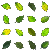 Leaf - High Quality PNG - Free for Commercial Use PNG