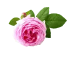 green leaves - Pink Rose - Designer's Pick PNG