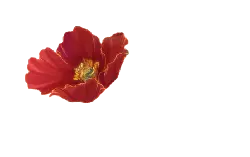 Red Flower - beautiful - Popular Download PNG