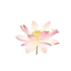 Lotus Flower - plant - High Quality PNG