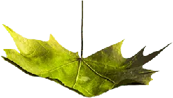 Maple Leaf - green - Trending PNG