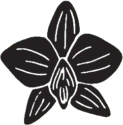 Orchid - nature - elegant - High Resolution PNG
