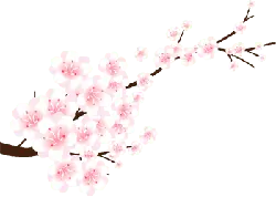 Cherry Blossom - Fast Download PNG - Popular Download PNG