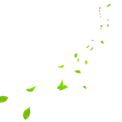 Falling Leaves - Curated PNG - nature