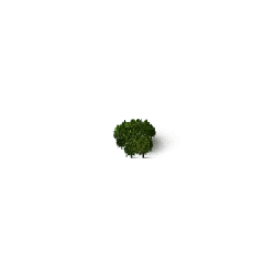 Broccoli - PNG - nutrition