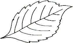 Leaf - Highly Rated PNG - Popular Download PNG