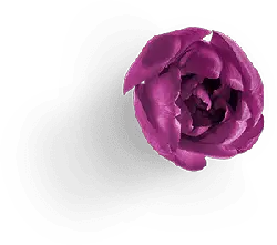 Purple Rose - plant - High Resolution PNG