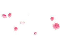 Petals - lightweight - Free Download PNG