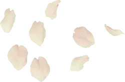 Petals - petal - pink - Free PNG