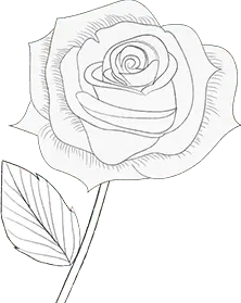Rose - line drawing - Lossless PNG