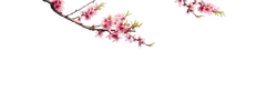 Peach Blossom - Highly Rated PNG - branch