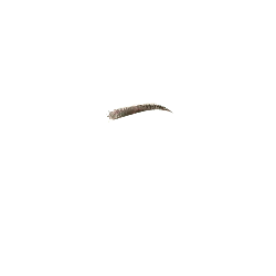 Feather - natural - feather - PNG Images
