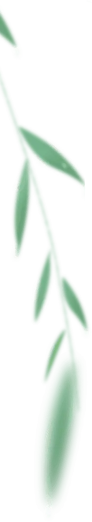 Willow Branch - green - Transparent Layer PNG