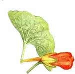 Ipomoea hederifolia - leaf - PNG
