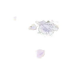 White Petals - PNG Images