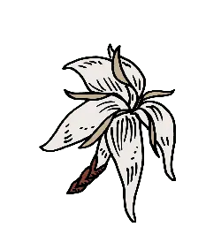 Lily - line drawing - Fast Download PNG