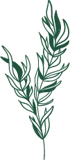 Green Plant Branch - green - leaves - No Background PNG