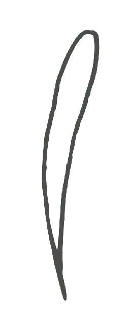 Feather - decorative - Curated PNG