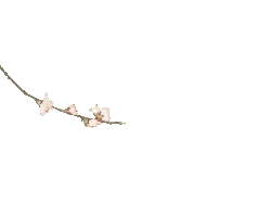 Plum Blossom - No Background PNG
