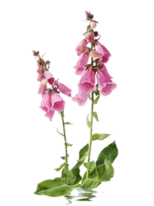Common Foxglove - plant - Free PNG
