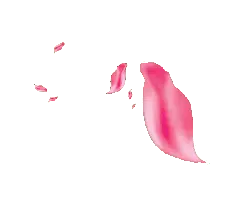 Pink Petals - lightweight - Transparent Layer PNG