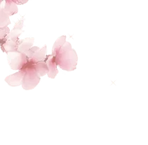 Pink Cherry Blossom - spring - No Background PNG