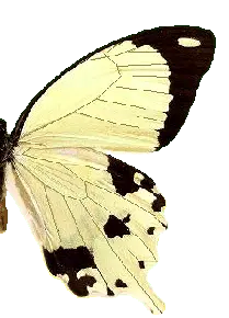 Ascia monuste - animal - No Watermark PNG