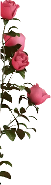Pink Rose - No Background PNG - Popular Download PNG
