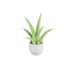 Aloe vera - plant - decoration - Transparent Layer PNG