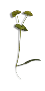Trifolium - leaves - Free Download PNG