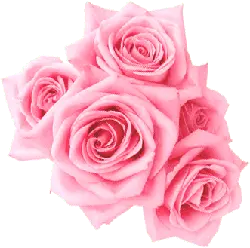 Pink Rose - love - nature - Free Download PNG