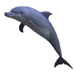 Dolphin - mammal - Designer Recommended PNG
