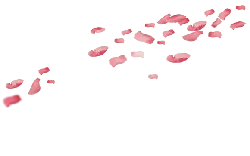 Pink Petals - High Download Count PNG - Free Download PNG