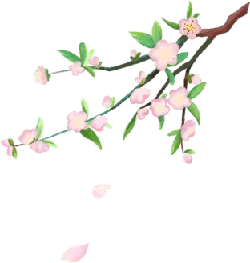 Peach Blossom Branch - High Resolution PNG