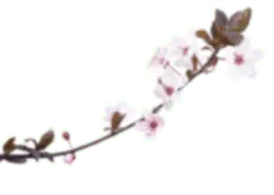 Cherry Blossom Branch - pink - plant - Free PNG