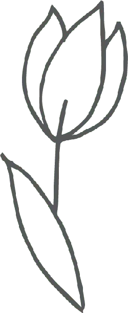 Tulip - line drawing - No Background PNG
