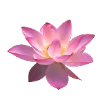 Pink Lotus Flower - beautiful - Free for Commercial Use PNG
