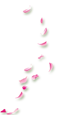 Pink Petals - Free PNG - beautiful