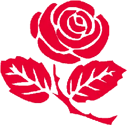 Red Rose - Fast Download PNG - Designer's Pick PNG