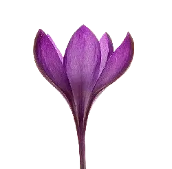 Crocus sativus L. - Lossless PNG