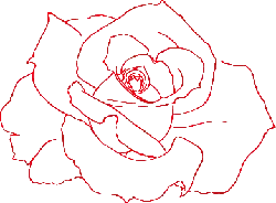 Rose - line art - High Resolution PNG