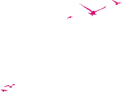 Flying Seagulls - pink - PNG Images